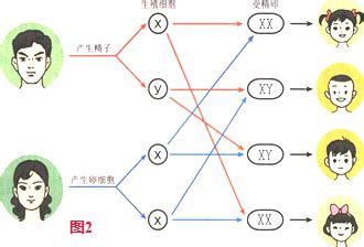 生男生女基因|生男生女是什么决定的？基因告诉你正确答案！